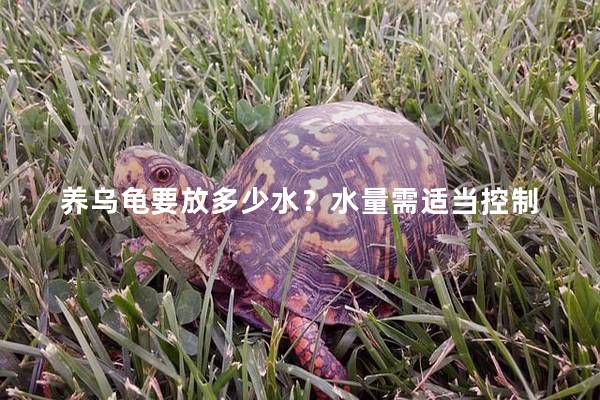 養烏龜要放多少水？水量需適當控制